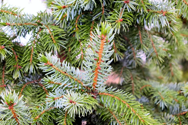 Alberi Natale Natale Capodanno Città Sfondo Natalizio — Foto Stock