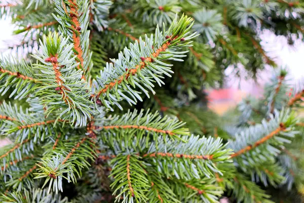 Árboles Navidad Navidad Año Nuevo Ciudad Fondo Navidad — Foto de Stock