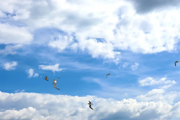 Deniz Manzarası Arka Plan Okyanustaki Dalgalar Gökyüzü Bulutlardaki Kuşlar — Stok fotoğraf