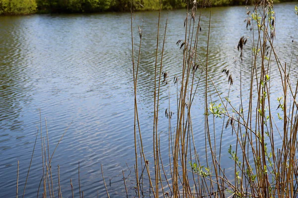 Réflexion Des Arbres Sur Surface Eau Éblouissement — Photo