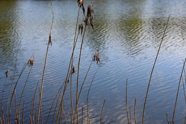 水面の木々の反射 グレア — ストック写真