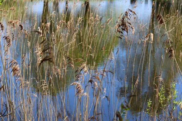 Reflexão Árvores Superfície Água Brilho — Fotografia de Stock