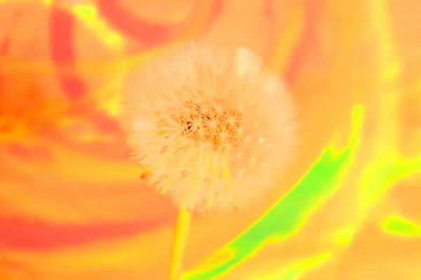 Floração Amadurecimento Dentes Leão Primavera Sementes Brancas — Fotografia de Stock