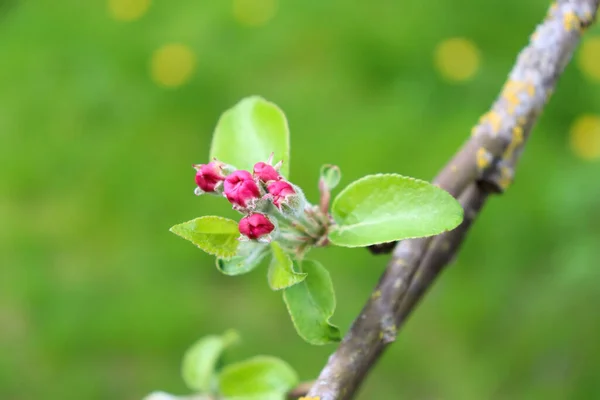 Apple Blossoms Spring Flower Buds Leaves Branch — Stock Photo, Image