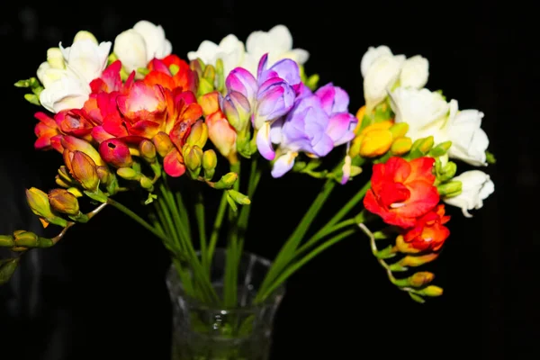 Квітковий Букет Фрезії Барвисті Бутони Пелюстки — стокове фото