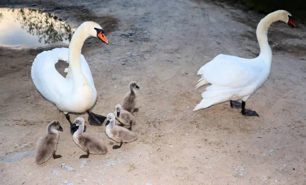 Gölde Yavruları Olan Kuğular Ellerinden Yemek Alır — Stok fotoğraf