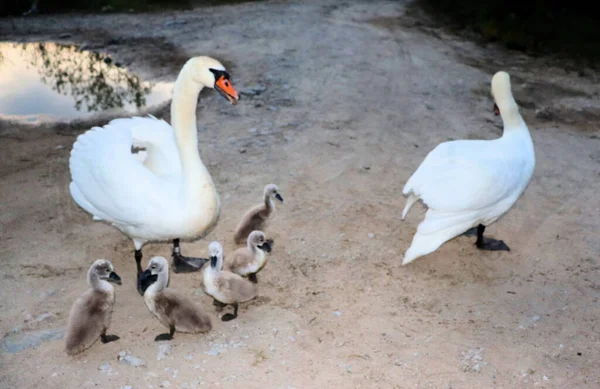 Gölde Yavruları Olan Kuğular Ellerinden Yemek Alır — Stok fotoğraf