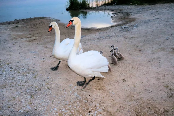 Лебеди Цыплятами Озере Забирают Еду Рук — стоковое фото