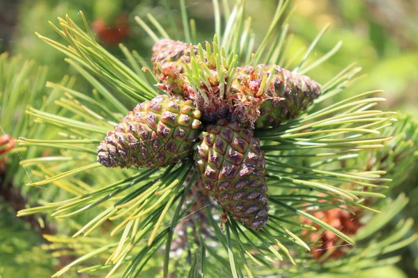 Pineta Coni Aghi Nel Parco — Foto Stock