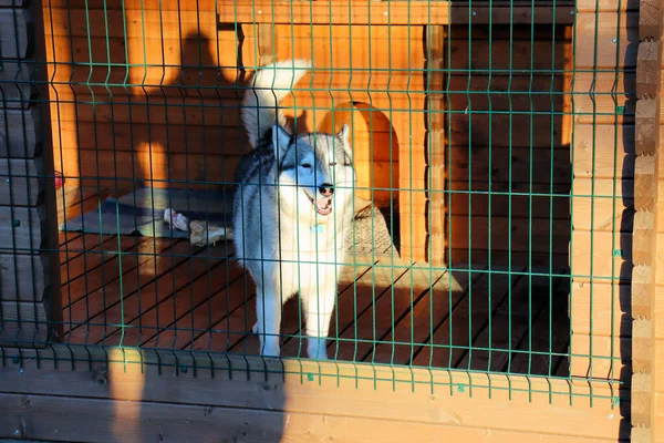 Husky Lebt Seiner Valliera Und Wartet Auf Einen Spaziergang — Stockfoto