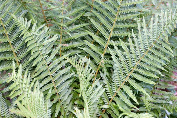 Fond Feuilles Fougère Verte Poussent Dans Jardin Fond Feuille — Photo