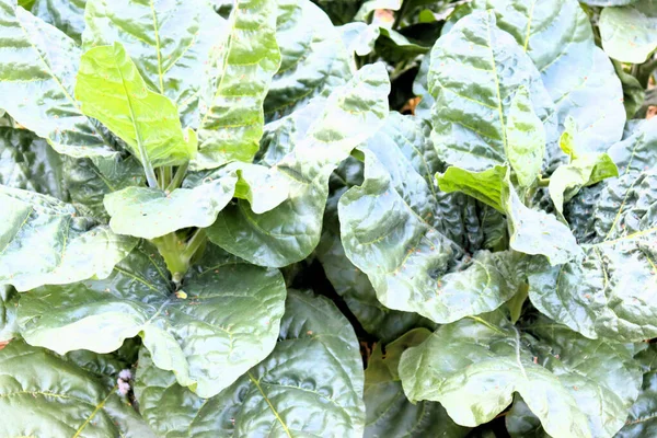 Tobacco grows on a plantation in an Indian village, a spiritual path