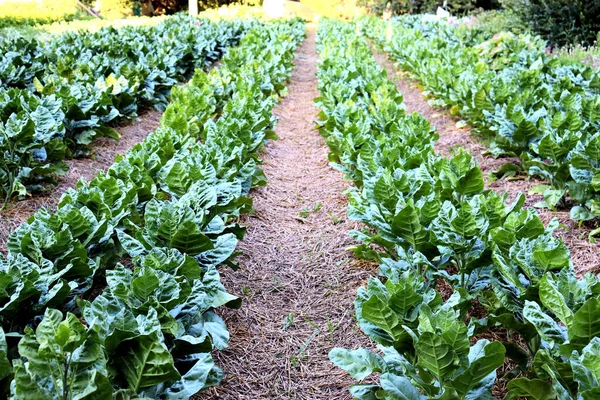Tobacco grows on a plantation in an Indian village, a spiritual path