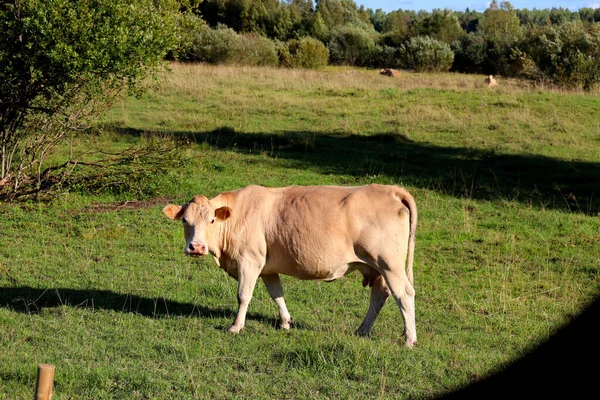 Mucche Pascolo Campo Fattoria Mangiare Erba Succosa — Foto Stock