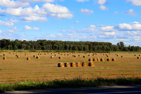 Autumn landscape outside the city, collecting hay on the field