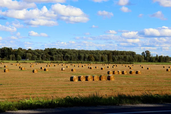 Paysage Automne Extérieur Ville Ramassage Foin Sur Terrain — Photo