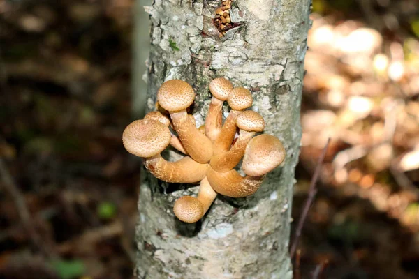 Forest Mushrooms Mushrooms Grow Old Tree Forest — Stock Photo, Image