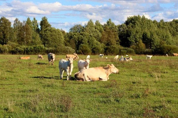 Koeien Een Boerenveld Grazen Eten Sappig Gras — Stockfoto