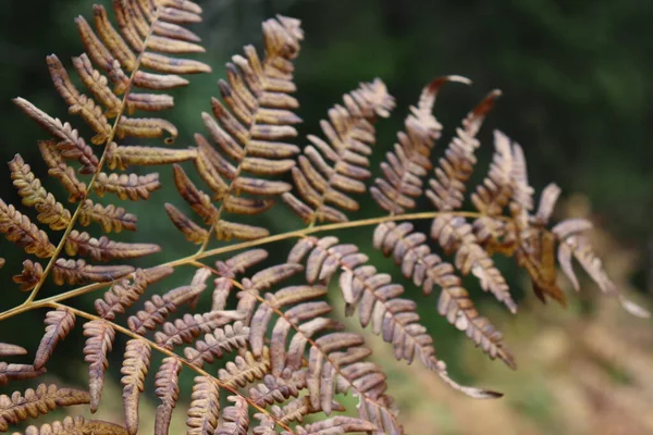 Folhas Samambaia Outono Murchas Floresta — Fotografia de Stock