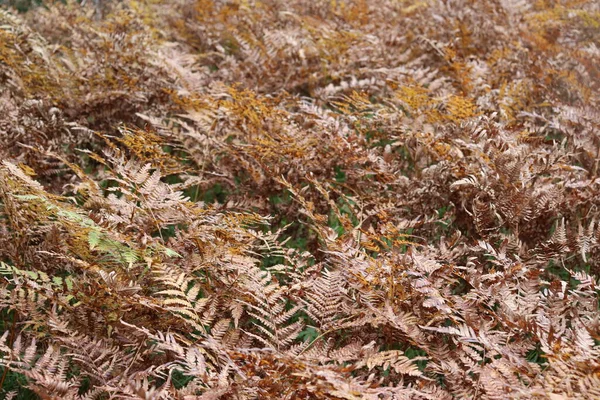 Feuilles Fougère Automne Fanées Dans Forêt — Photo