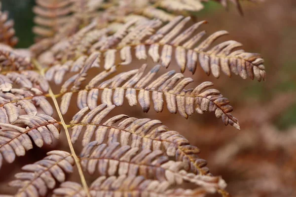 Feuilles Fougère Automne Fanées Dans Forêt — Photo