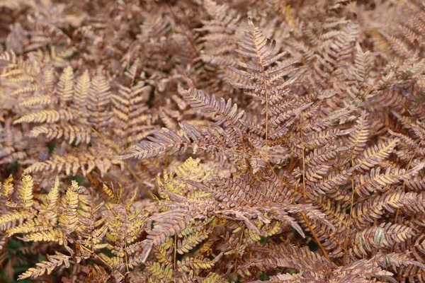 Feuilles Fougère Automne Fanées Dans Forêt — Photo