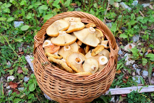 Autumn Mushrooms Collected Forest — Stock Photo, Image