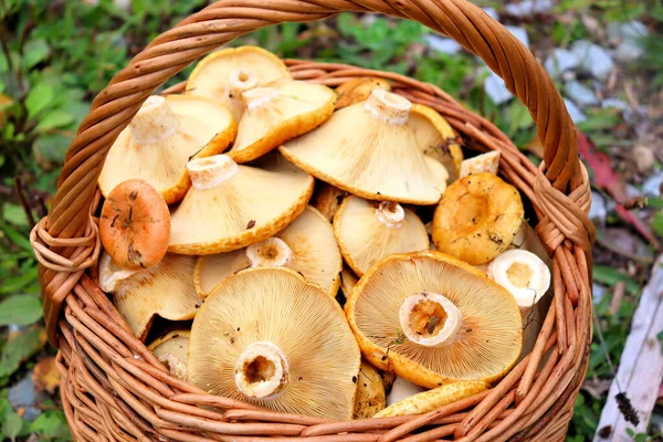 Cogumelos Outono Coletados Floresta — Fotografia de Stock