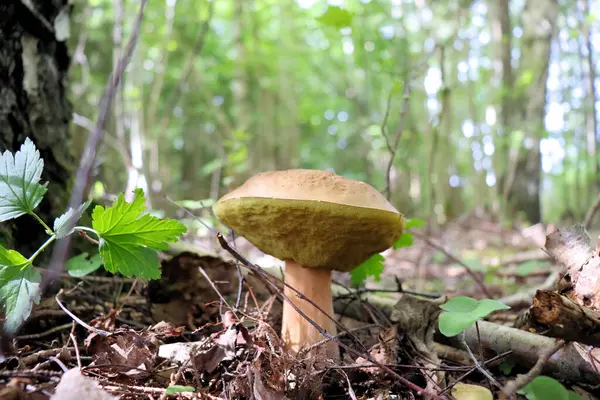 森で採れる秋の食用キノコ — ストック写真