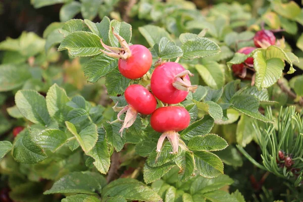 Autumn Red Berries Rose Hips Rowan Berries Collected Forest — Stock Photo, Image