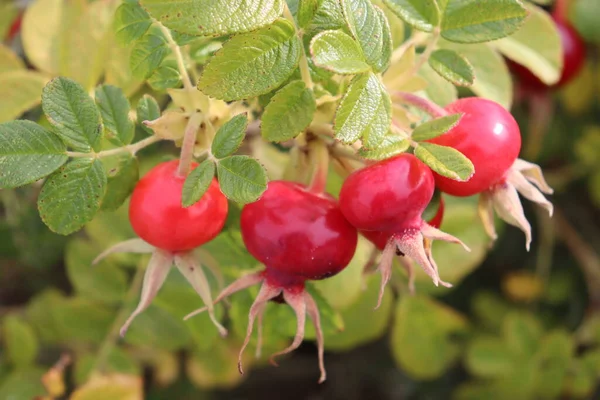 Autumn Red Berries Rose Hips Rowan Berries Collected Forest — Stock Photo, Image