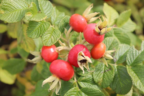 Baies Rouges Automne Rosiers Baies Rowan Récoltées Dans Forêt — Photo