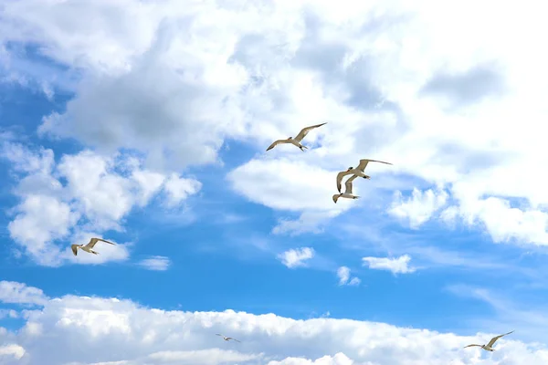 Vagues Dans Océan Ciel Oiseaux Dans Les Nuages — Photo