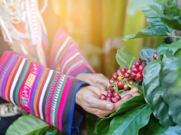 Mão de mulher mostrar grãos de café de ramo de planta de café — Fotografia de Stock