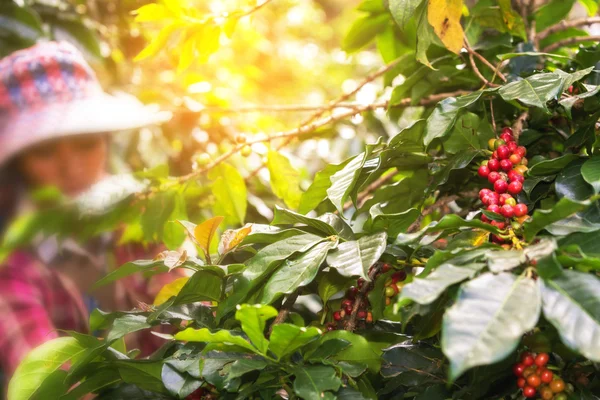 Mulheres colhendo sementes de café nas terras agrícolas — Fotografia de Stock