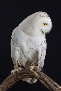 Kar baykuşu - Bubo scandiacus siyah arka plan üzerine