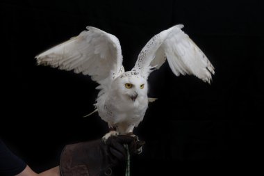 Kar baykuşu - insan eli deri eldiven üzerinde duran Bubo scandiacus