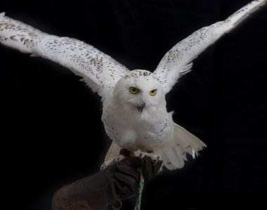 Kar baykuşu - insan eli deri eldiven üzerinde duran Bubo scandiacus