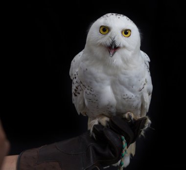Kar baykuşu - insan eli deri eldiven üzerinde duran Bubo scandiacus