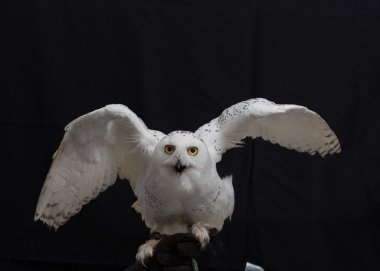 Close up Snowy owl isolated on black background. clipart