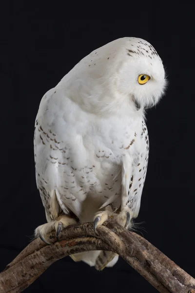 Schnee-Eule - bubo scandiacus auf schwarzem Hintergrund — Stockfoto