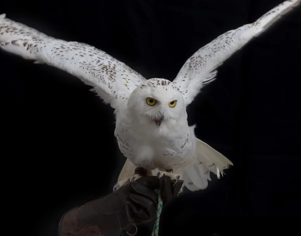 Schneeeule - bubo scandiacus steht auf einem Lederhandschuh menschlicher Hand — Stockfoto