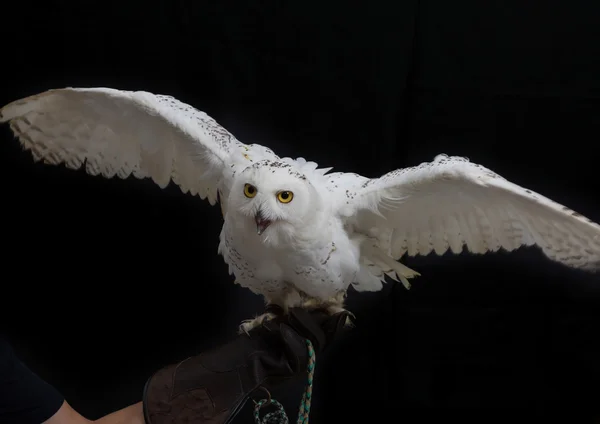 Coruja nevada - Bubo scandiacus em pé sobre luva de couro da mão humana — Fotografia de Stock