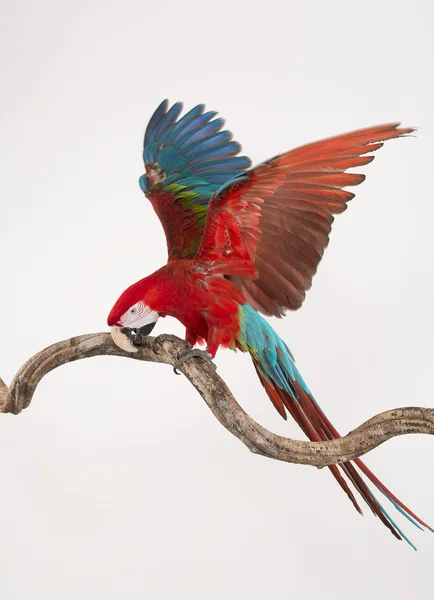 Action of scarlet macaw birds on branch of tree, the beautiful colorful parrot birds isolated on white bakcground. — Stock Photo, Image