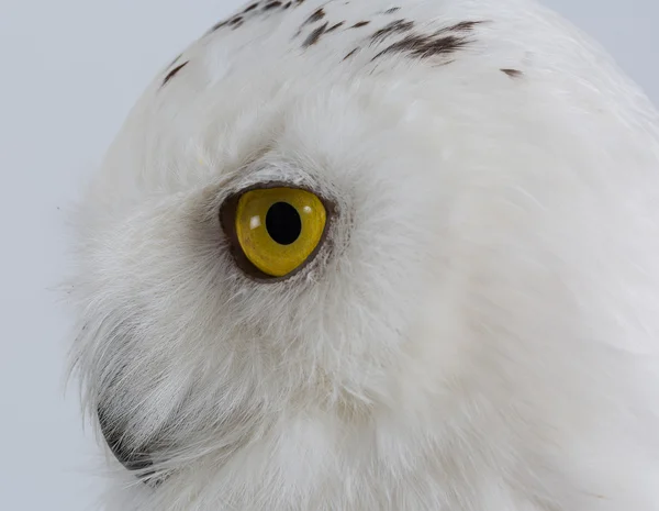 Close up Snowy owl isolated on black background.