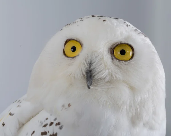 Nahaufnahme Schneeeule isoliert auf schwarzem Hintergrund. — Stockfoto