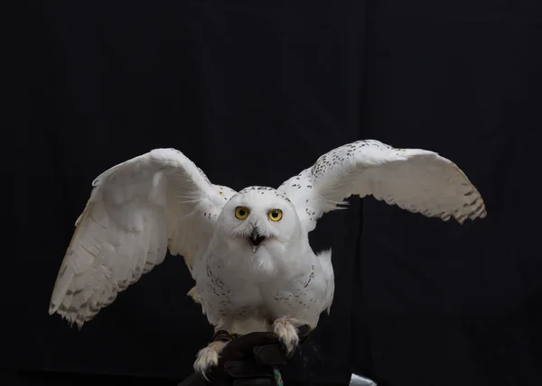 Nahaufnahme Schneeeule isoliert auf schwarzem Hintergrund. — Stockfoto