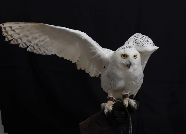 Nahaufnahme Schneeeule isoliert auf schwarzem Hintergrund. — Stockfoto