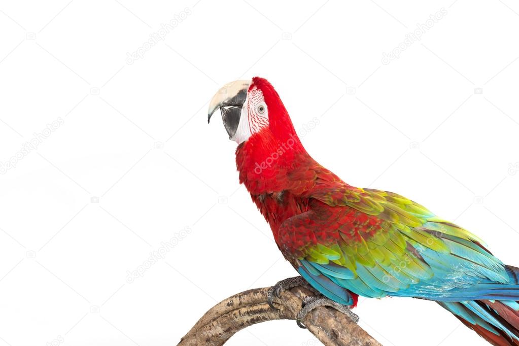 Action of scarlet macaw birds on branch of tree, the beautiful colorful parrot birds isolated on white bakcground.