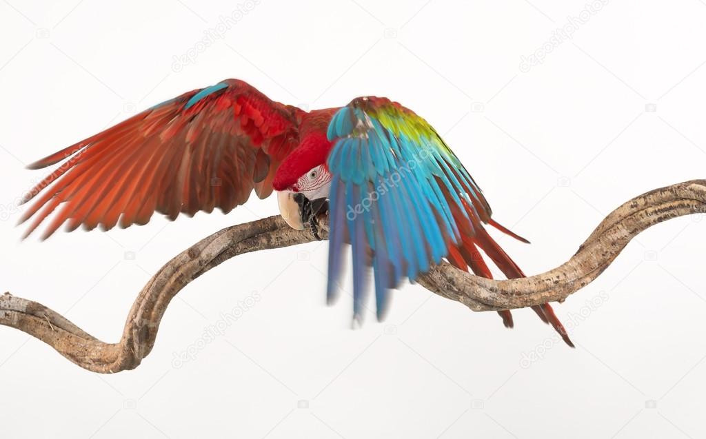 Action of scarlet macaw birds on branch of tree, the beautiful colorful parrot birds isolated on white bakcground.